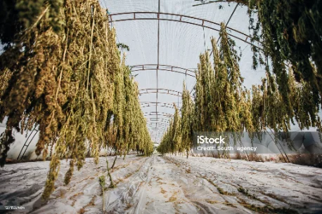Drying racks